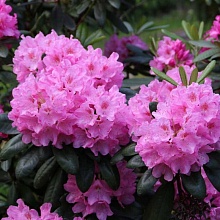 Основное изображение товара