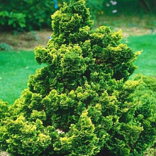 Основное изображение товара