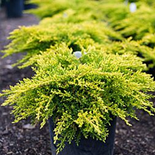 Основное изображение товара