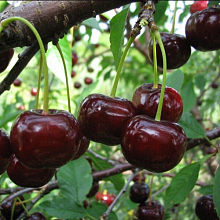 Вишнево-черешневый гибрид Чудо вишня С7