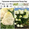 Гортензия метельчатая "Полар Бир" на фото