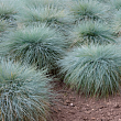 Овсяница сизая 