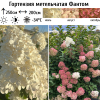 Гортензия метельчатая (Hydrangea paniculata) Фантом Р9 СП/26