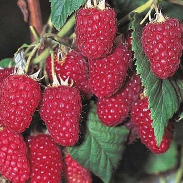 Основное изображение товара