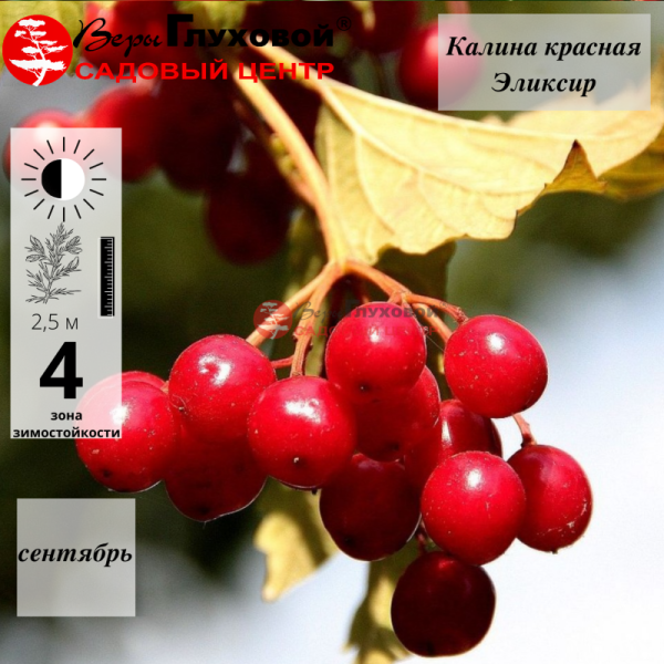 Основное изображение товара