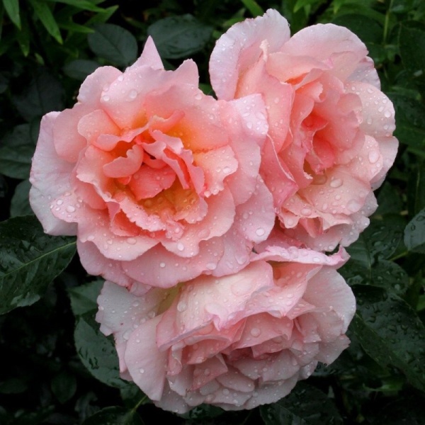 Основное изображение товара