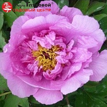 Основное изображение товара