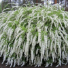 Спирея серая (Spiraea cinerea) Грефшейм d100-125 WRB70 ком/сетка СП/25