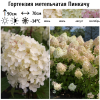 Гортензия метельчатая "Пинкачу" на фото