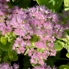 Очиток гибридный (Sedum hybride) Мини Джой С2 ГлХ/26