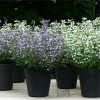 Душевик котовниковый (Calamintha nepeta) С2 НСп/26
