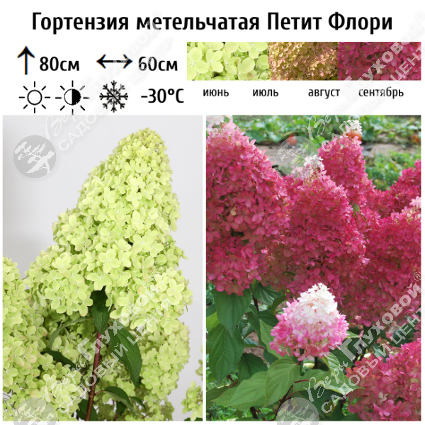 Гортензия метельчатая "Петит Флори" на фото