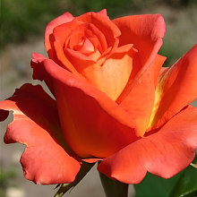 Основное изображение товара