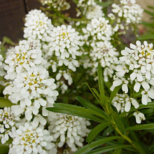 Основное изображение товара