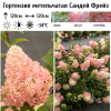 Гортензия метельчатая "Сандей Фрейз" на фото
