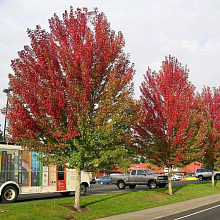 Основное изображение товара