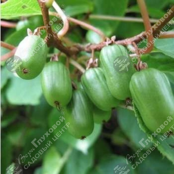 Актинидия аргута "Вейки" на фото