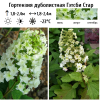 Гортензия дуболистная "Гэтсби Стар" на фото