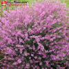 Дербенник иволистный (Lythrum salicaria) Свирл С2 ГлХ/26
