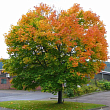 Клен остролистный