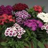 Гвоздика бородатая (турецкая) (Dianthus barbatus) Барбарини микс С2 РФр/26