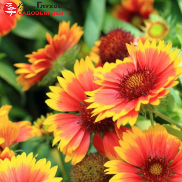 Основное изображение товара