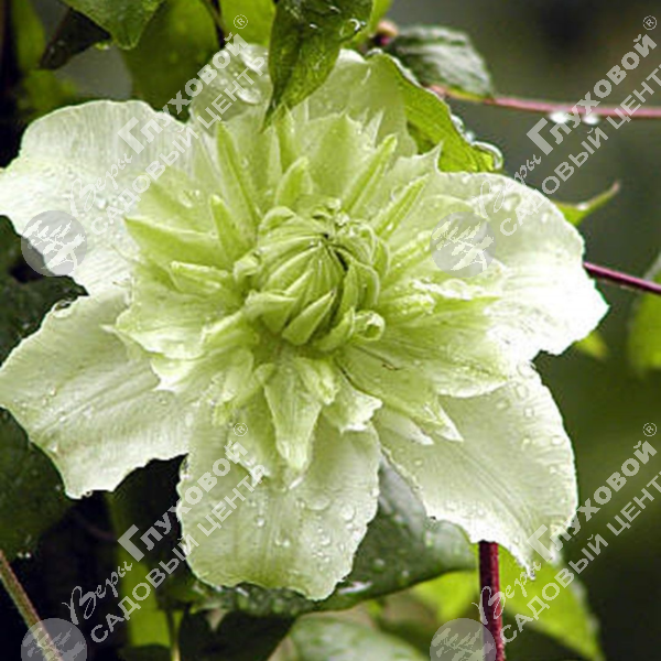 Клематис "Альба Плена" на фото