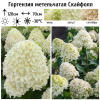 Гортензия метельчатая (Hydrangea paniculata) Скайфолл  С2 СП/26