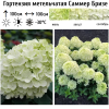 Гортензия метельчатая (Hydrangea paniculata) Саммер Бризе С3 СП/24