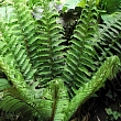 Многорядник щетинконосный 