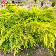 Основное изображение товара