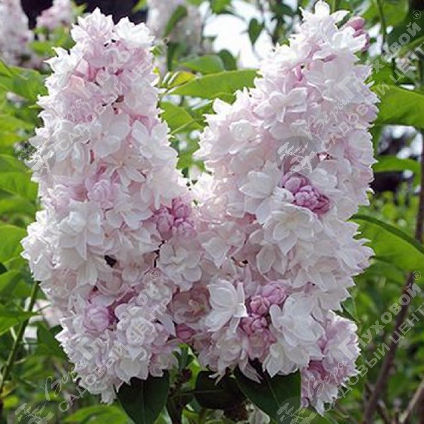 Сирень обыкновенная "Красавица Москвы" на фото