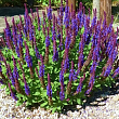 Шалфей дубравный 