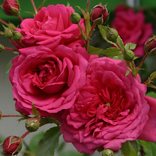 Основное изображение товара