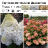 Гортензия метельчатая "Диамантино" на фото