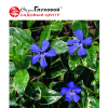 Барвинок малый (Vinca minor) Ральф Шугерт С3 ГлХ/25