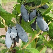 Основное изображение товара