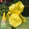 Ирис германский (Iris germanica) Харвест оф Меморис С3 ГлХ/23