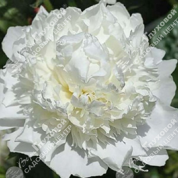 Пион молочноцветковый "Вайт Тауэрс" на фото