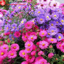 Основное изображение товара