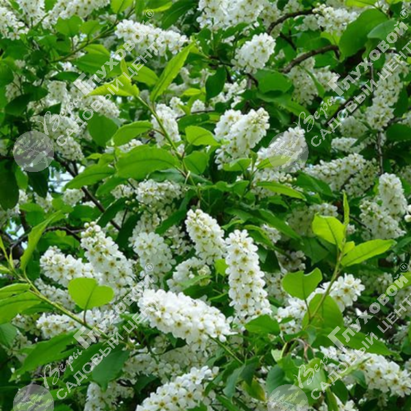 Черемуха обыкновенная "Поздняя радость" на фото