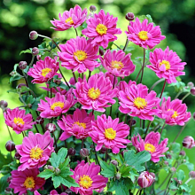 Основное изображение товара