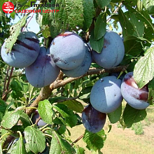 Основное изображение товара