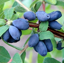 Основное изображение товара