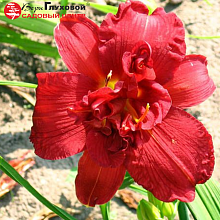 Основное изображение товара