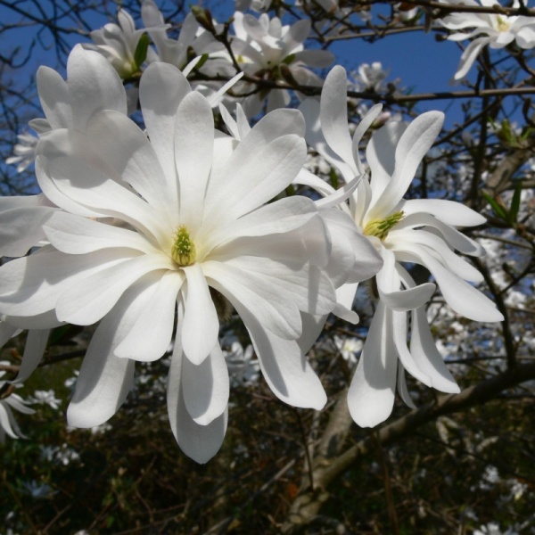 Основное изображение товара