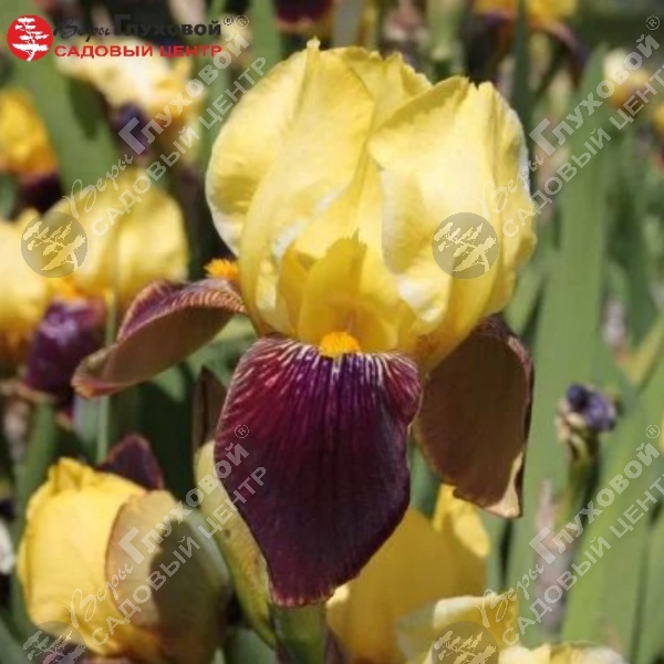 Ирис германский  "Раджа Брук" на фото