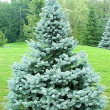 Основное изображение товара