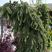 Основное изображение товара