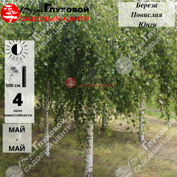 Береза повислая "Юнги" на фото